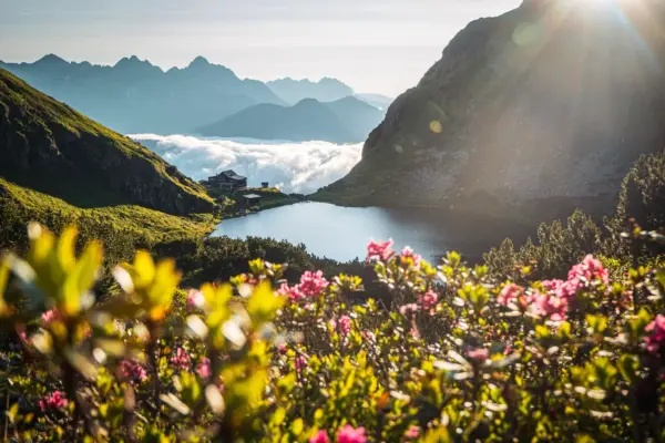 Malerischer Sonnenaufgang am Wildseelodersee in Fieberbrunn mit Blick auf das Wildseeloderhaus, umrahmt von blühenden Alpenrosen im Vordergrund.